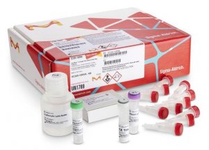 GenElute-E Single Spin Blood DNA High Yield Kit 