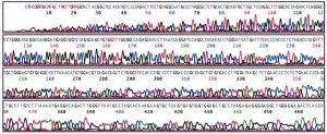 REDExtract-N-Amp Blood PCR Kit XNAB-1KT