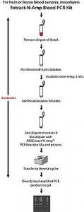 REDExtract-N-Amp Blood PCR Kit XNAB-1KT