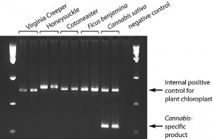 REDExtract-N-Amp Plant PCR Kit XNAPS-1KT
