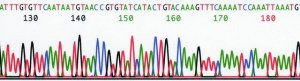 REDExtract-N-Amp Seed PCR Kit XNAS-1KT