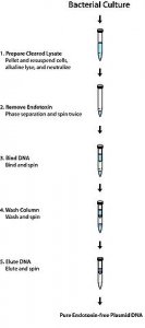 GenElute Endotoxin-free Plasmid Maxiprep Kit PLEX15-1KT