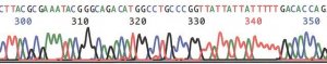 GenElute HP Plasmid Midiprep Kit NA0200-1KT