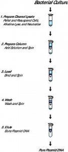 GenElute Plasmid Miniprep Kit PLN350-1KT