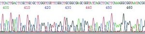 GenElute Plasmid Miniprep Kit PLN350-1KT