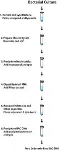 PhasePrep BAC DNA Kit NA0100-1KT