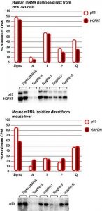 GenElute Direct mRNA Miniprep Kits DMN10-1KT