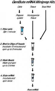 GenElute Direct mRNA Miniprep Kits DMN70-1KT