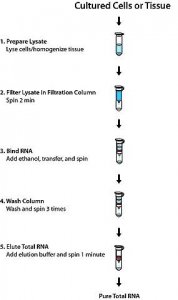 GenElute Mammalian Total RNA Miniprep Kit RTN70-1KT