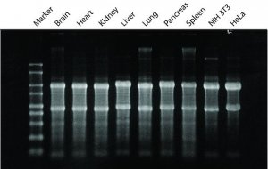 GenElute Mammalian Total RNA Miniprep Kit RTN350-1KT
