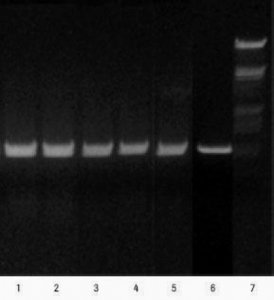 High Pure RNA Tissue Kit 12033674001