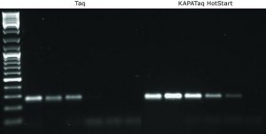 KAPA Taq PCR Kit with dNTPs 