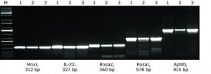 KAPA2G Fast Genotyping Mix KK5121