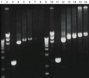 AccuTaq LA DNA Polymerase 