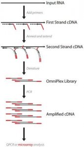 Complete Whole Transcriptome Amplification Kit 