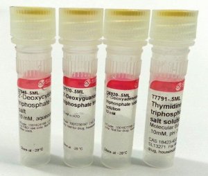 Deoxynucleotide Set, 10 mM DNTP10-1KT