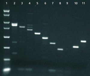 Enhanced Avian Reverse Transcriptase [eAMV RT] 