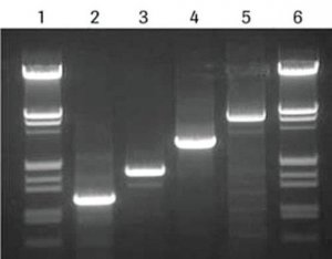 High Fidelity PCR Master 12140314001