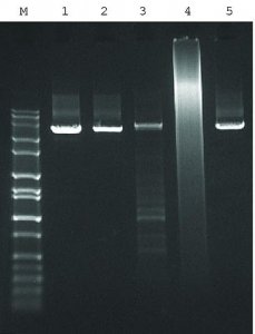 JumpStart AccuTaq LA DNA Polymerase 