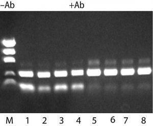 JumpStart REDTaq DNA Polymerase 