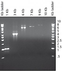 JumpStart Taq DNA Polymerase 