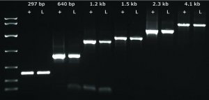 KAPA3G Plant PCR Kit 