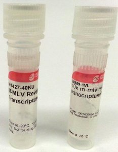 M-MLV Reverse Transcriptase 