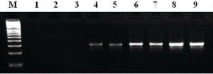 MTP Taq DNA Polymerase 