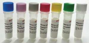 MystiCq microRNA cDNA Synthesis Mix 