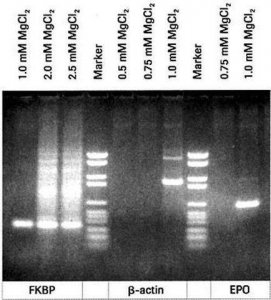 PCR Buffer Without MgCl2, 10x concentrated 11699105001