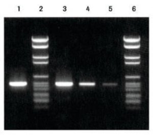 PCR Nucleotide Mix 