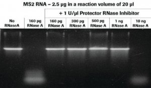Protector RNase Inhibitor 