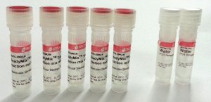 ReadyMix Taq PCR Reaction Mix 