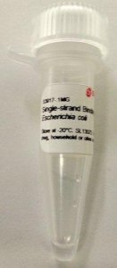 Single-strand Binding Protein from Escherichia coli 
