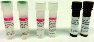 SYBR Green Quantitative RT-qPCR Kit QR0100-1KT