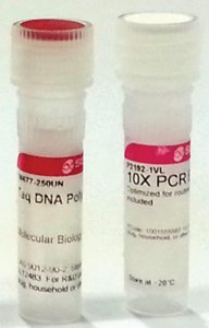 Taq DNA Polymerase from Thermus aquaticus 