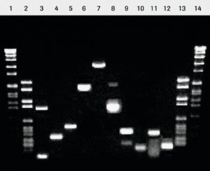 Titan One Tube RT-PCR System 11855476001