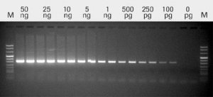 Transcriptor Reverse Transcriptase 