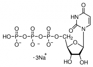 Uridine 5-triphosphate trisodium salt solution U1006-25UMO