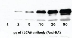 Anti-HA (12CA5) 