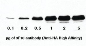 Anti-HA High Affinity 