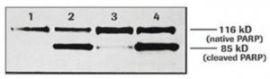 Anti-Poly (ADP-Ribose) Polymerase 11835238001