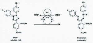 Cell Proliferation Kit I (MTT) 11465007001
