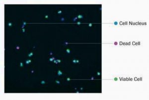 Cell Viability Imaging Kit 5x96 6432379001