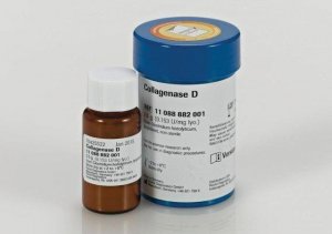 Collagenase D 