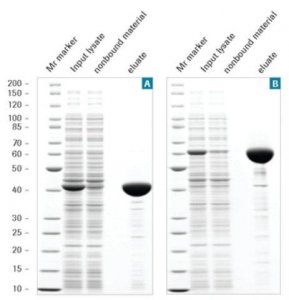 cOmplete His-Tag Purification Column 