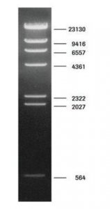 DNA Molecular Weight Marker II 10236250001