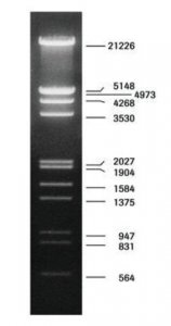 DNA Molecular Weight Marker III 10528552001