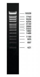 DNA Molecular Weight Marker IV 11418009001