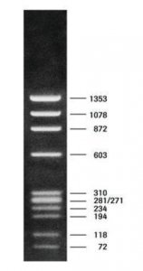 DNA Molecular Weight Marker IX 11449460001